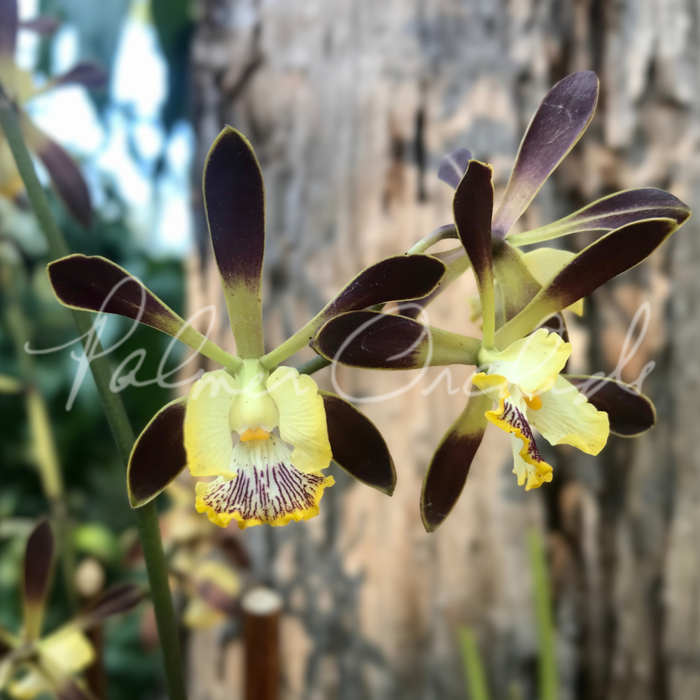 Encyclia — Palmer Orchids